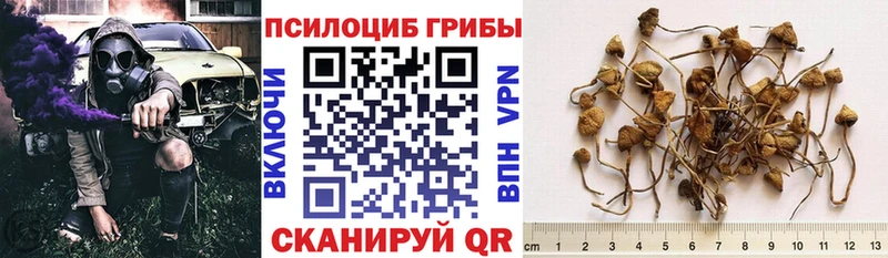 Купить  Канск  Галлюциногенные грибы прущие грибы 